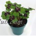Iron Cross Shamrock Oxalis Plant - Easy grow houseplant - 4" Pot   